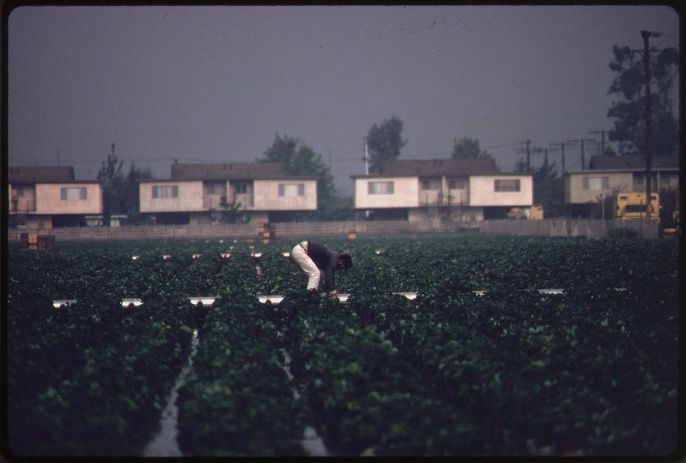 Irrigated agricultural land on Oxnard Plain, a prime farming area now being developed for housing near Oxnard, California…