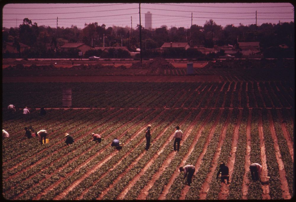 Farm workers in one of the few remaining fields near the ocean in fast growing Orange County, California, south of Los…