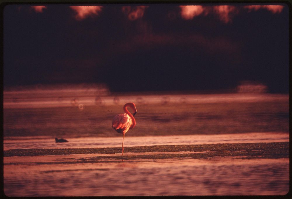 A bird waits for its meal to float by at Buena Vista Lagoon. Original public domain image from Flickr