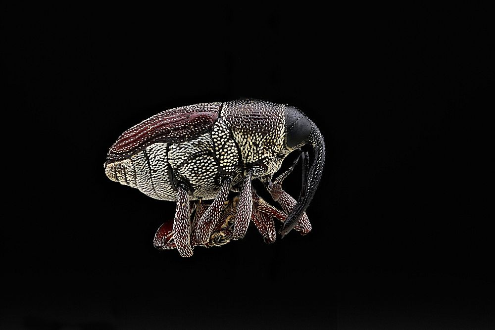 Curculioninae species, weevils, macro photography.
