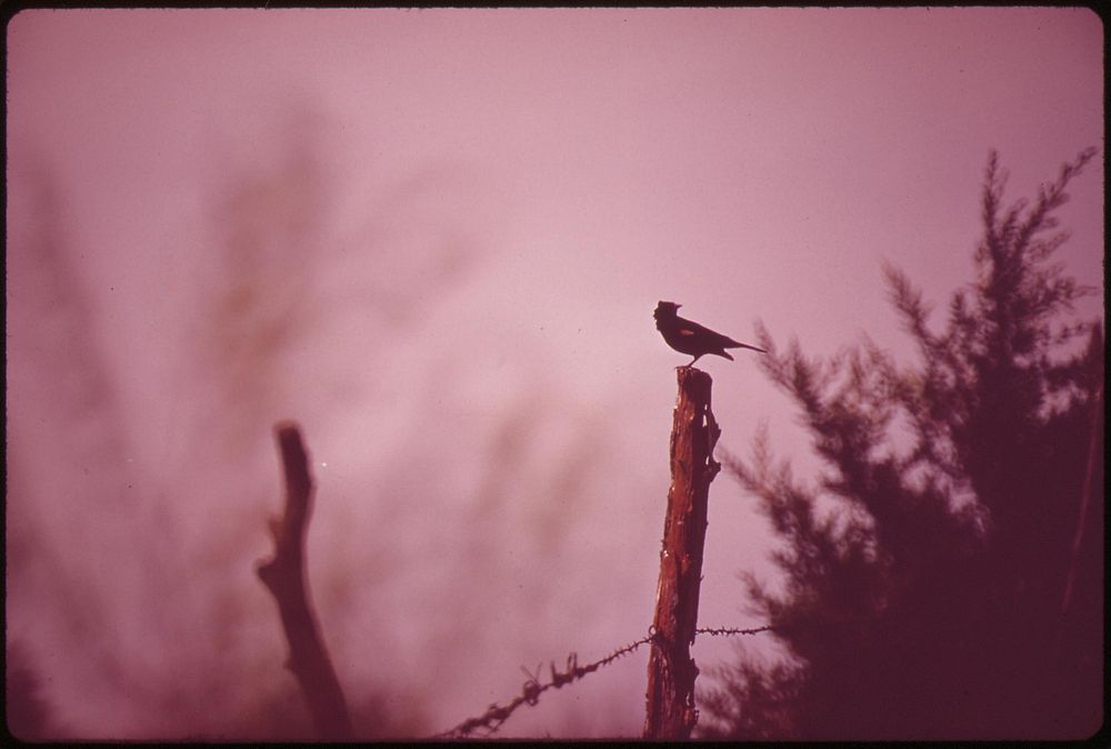 Part of rural Nebraska's varied bird life. Original public domain image from Flickr