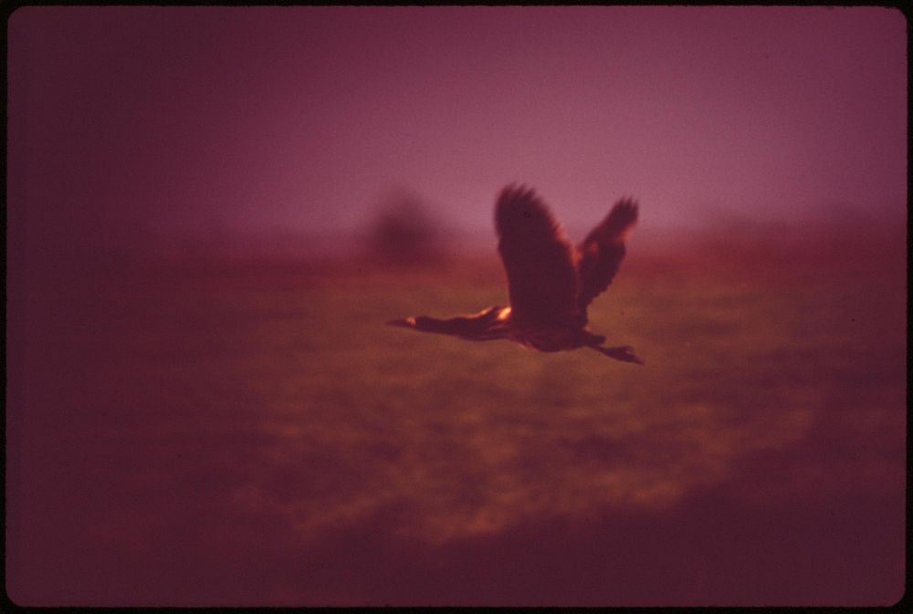 Part of rural Nebraska's varied bird population. Original public domain image from Flickr