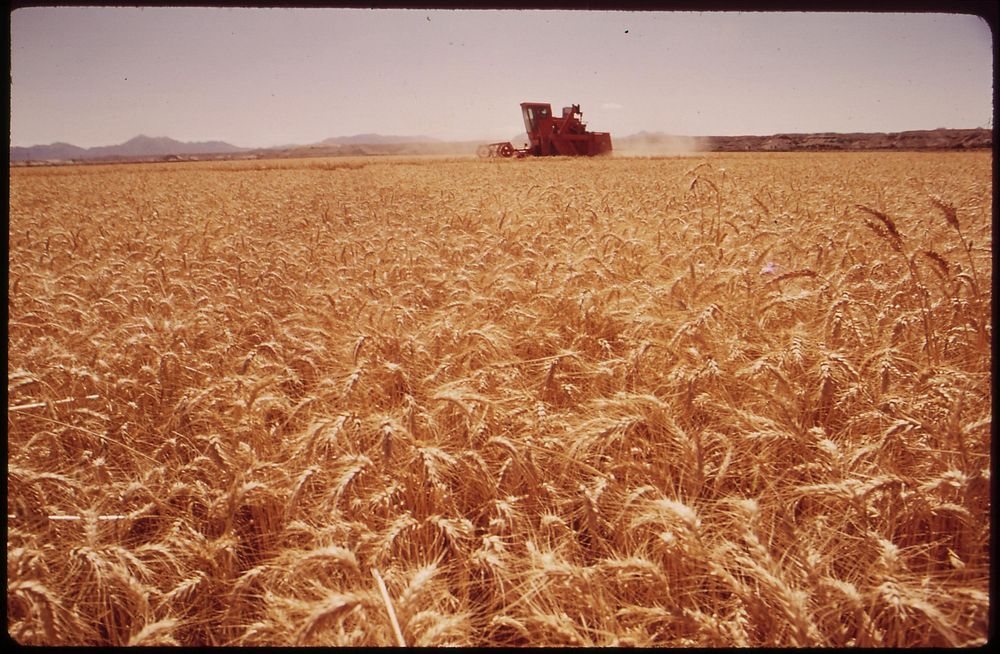 Grain harvester in the Palo Verde Valley. The field lies 200 yards from the Colorado River, May 1972. Photographer: O'Rear…