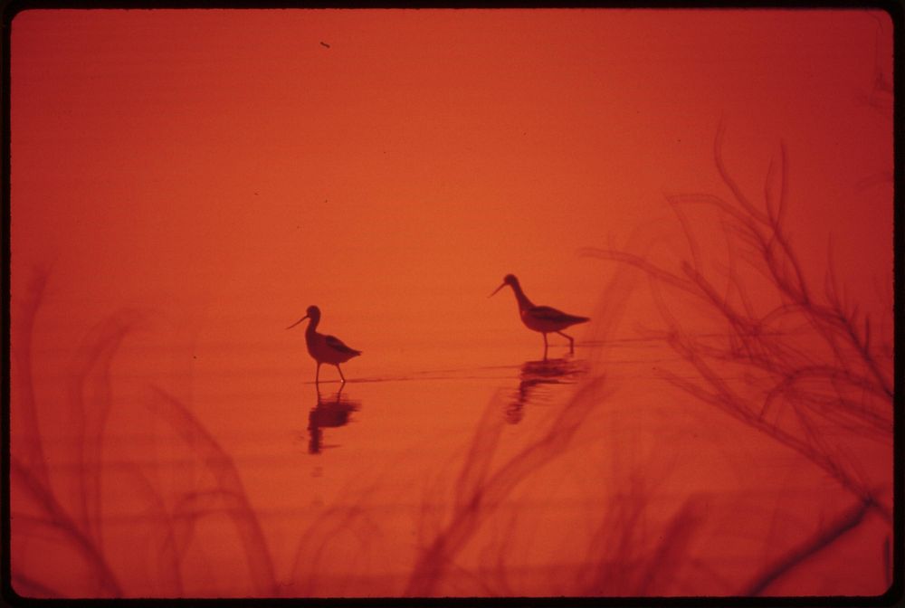 Marshland birds at the Lake Havasu National Wildlife Refuge. Original public domain image from Flickr