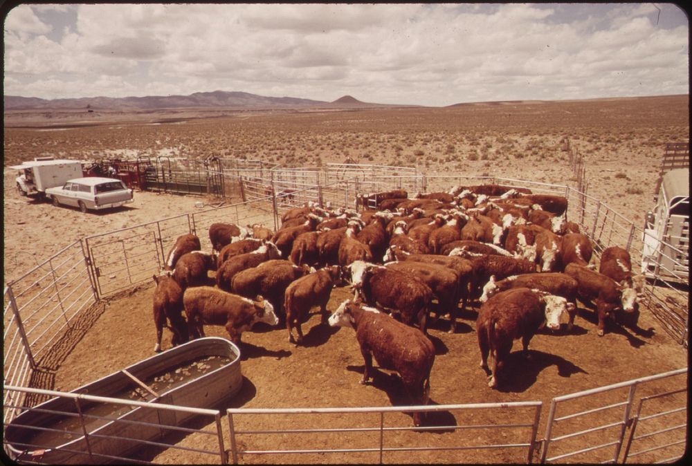 Annual spring roundup of cattle raised on experimental farm operated by EPA's Las Vegas National Research Center. Original…