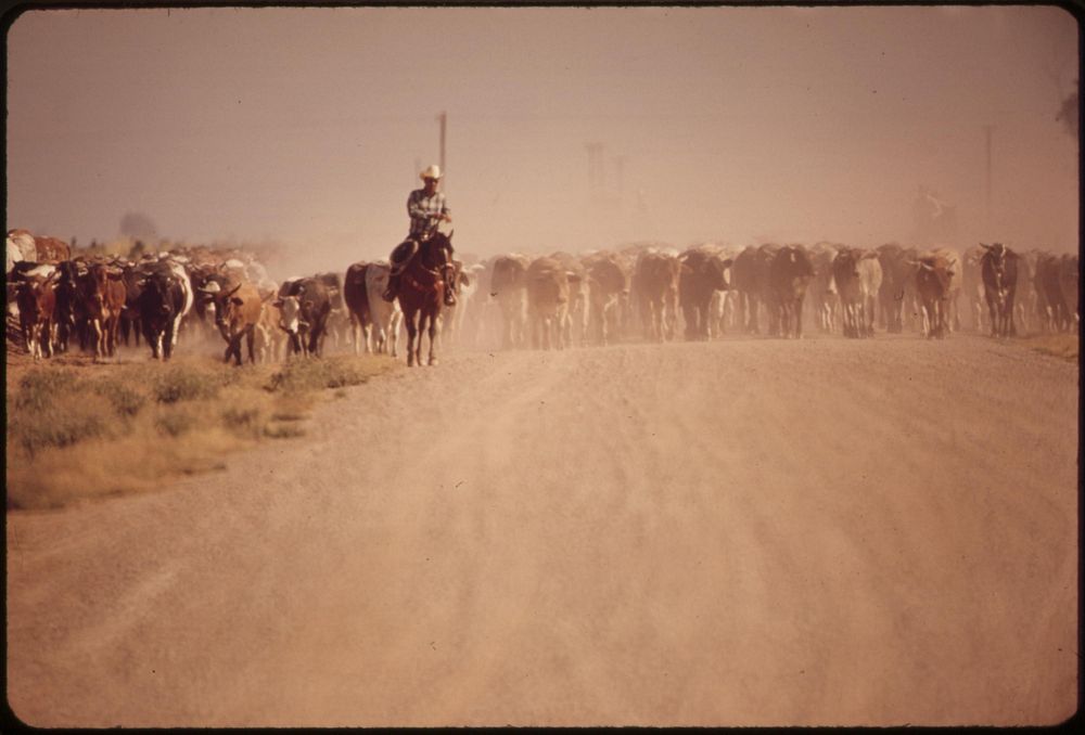 Moving cattle along a highway, May 1972. Photographer: O'Rear, Charles. Original public domain image from Flickr