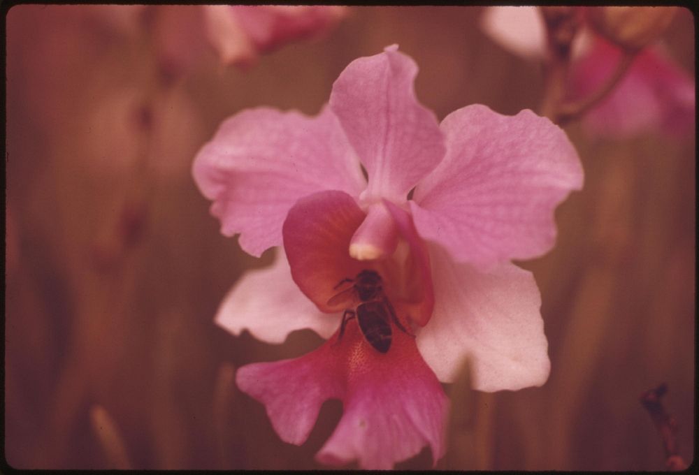 The Hilo area of Hawaii is known as the orchid capital of the world. Original public domain image from Flickr