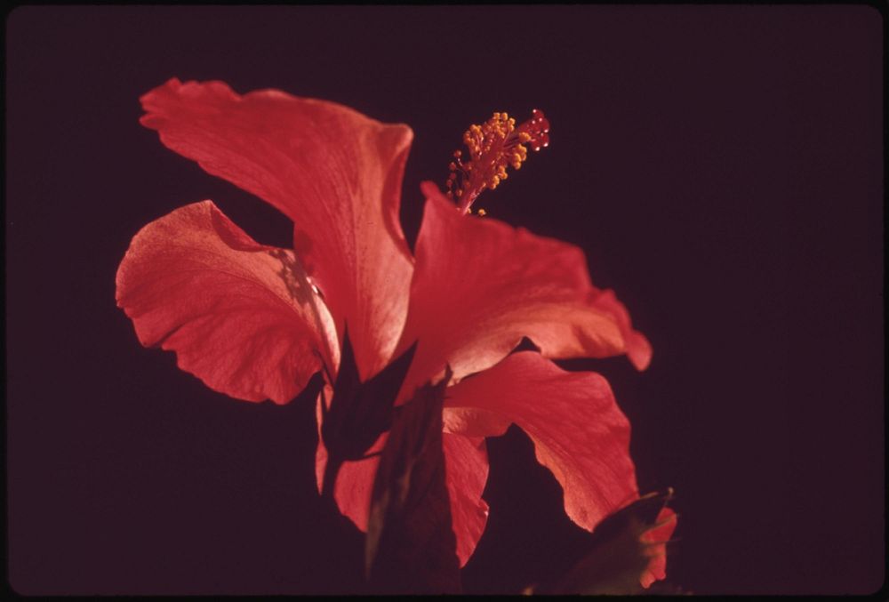 Hibiscus flower. Original public domain image from Flickr