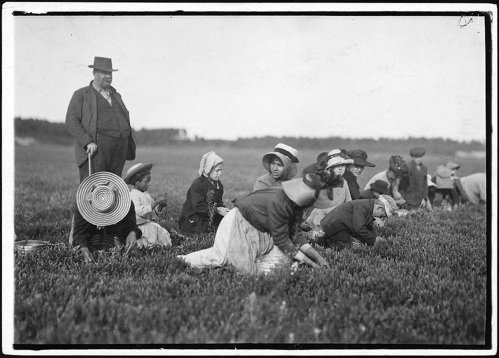 Group of workers on Smart's Bog. South Carver, Mass, September 1911. Photographer: Hine, Lewis. Original public domain image…