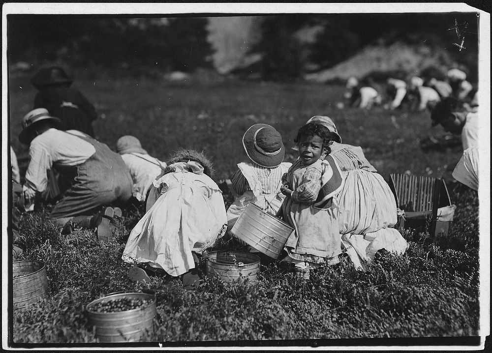 Young pickers on Swift's Bog. All working, September 1911. Photographer: Hine, Lewis. Original public domain image from…