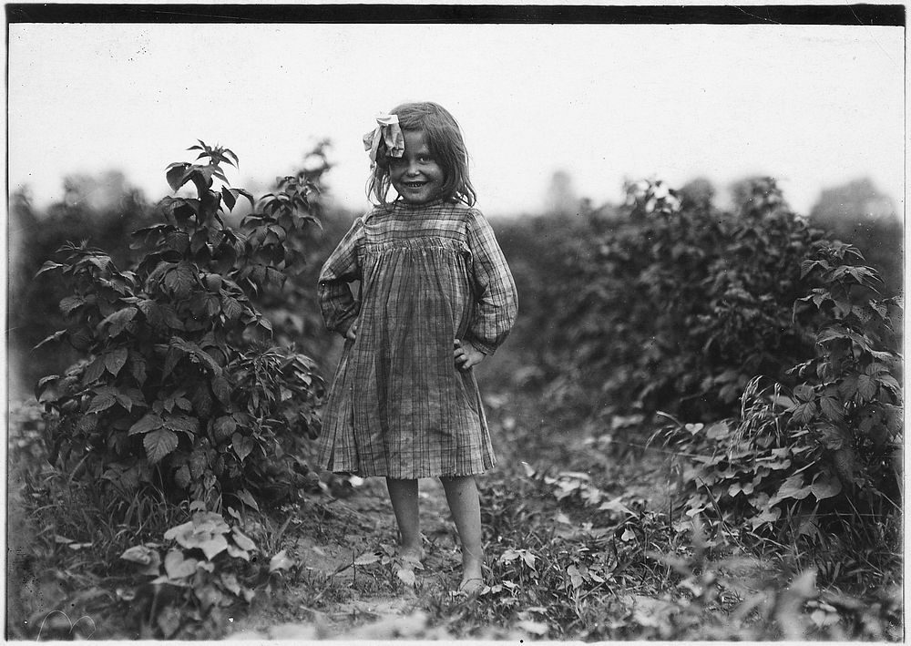 Laura Petty, a 6 year old berry picker on Jenkins Farm. "I'm just beginnin'. Licked two boxes yesterday," June 1909.…