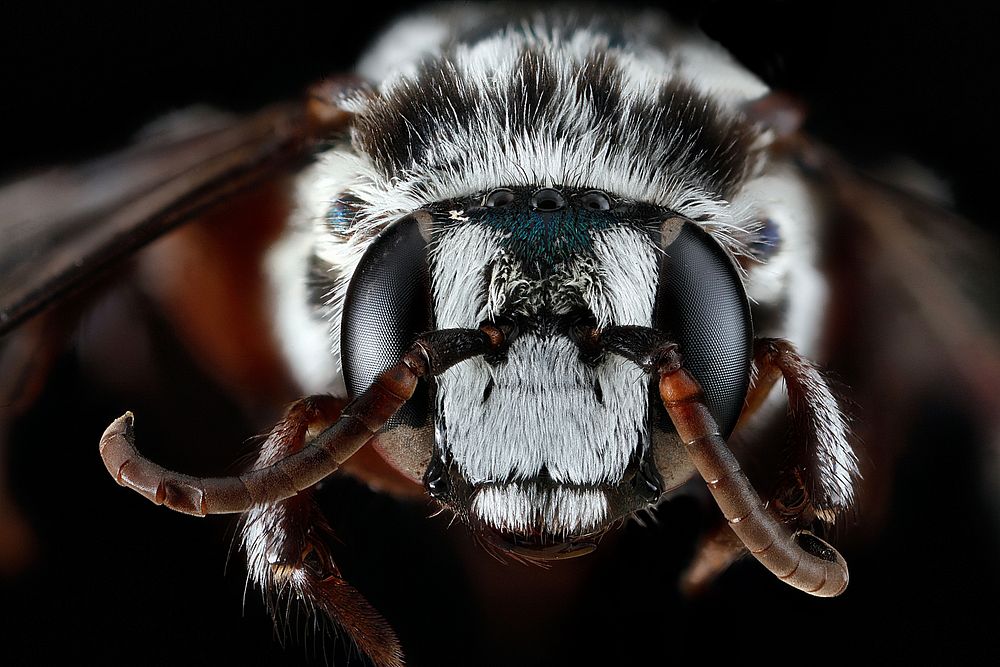 Bee, Mesoplia azurea, face shot. Original public domain image from Flickr