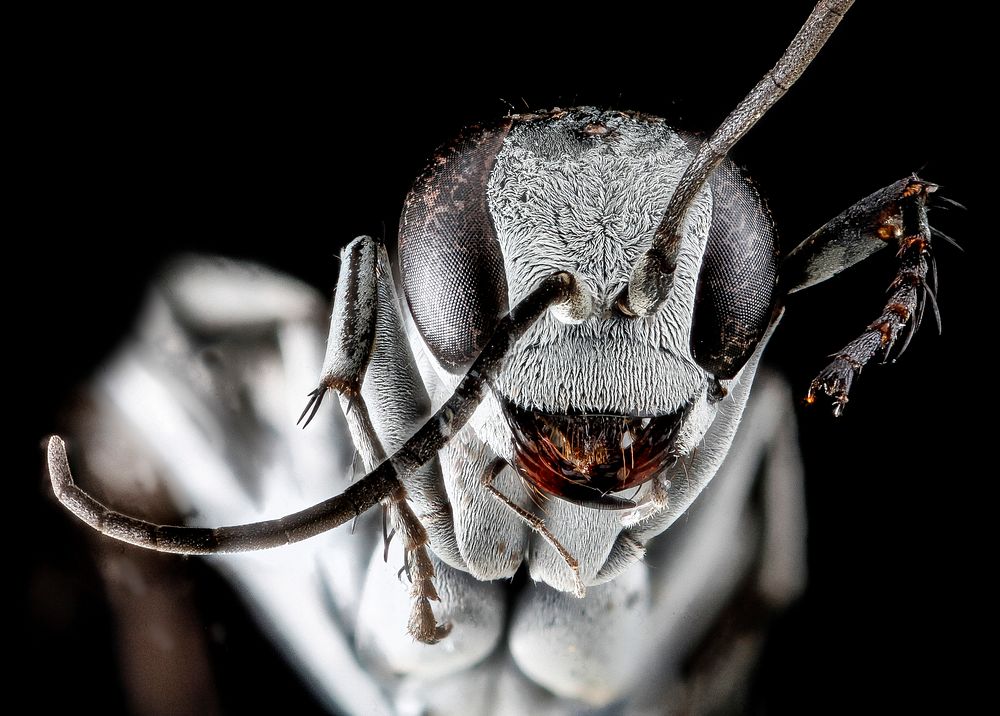 Spider wasp, face shot.