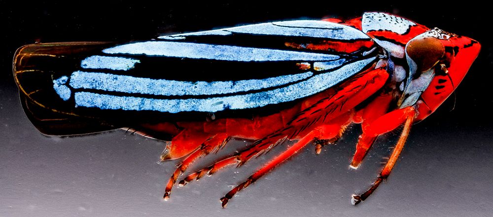 Leafhopper cuvette, blue & red.