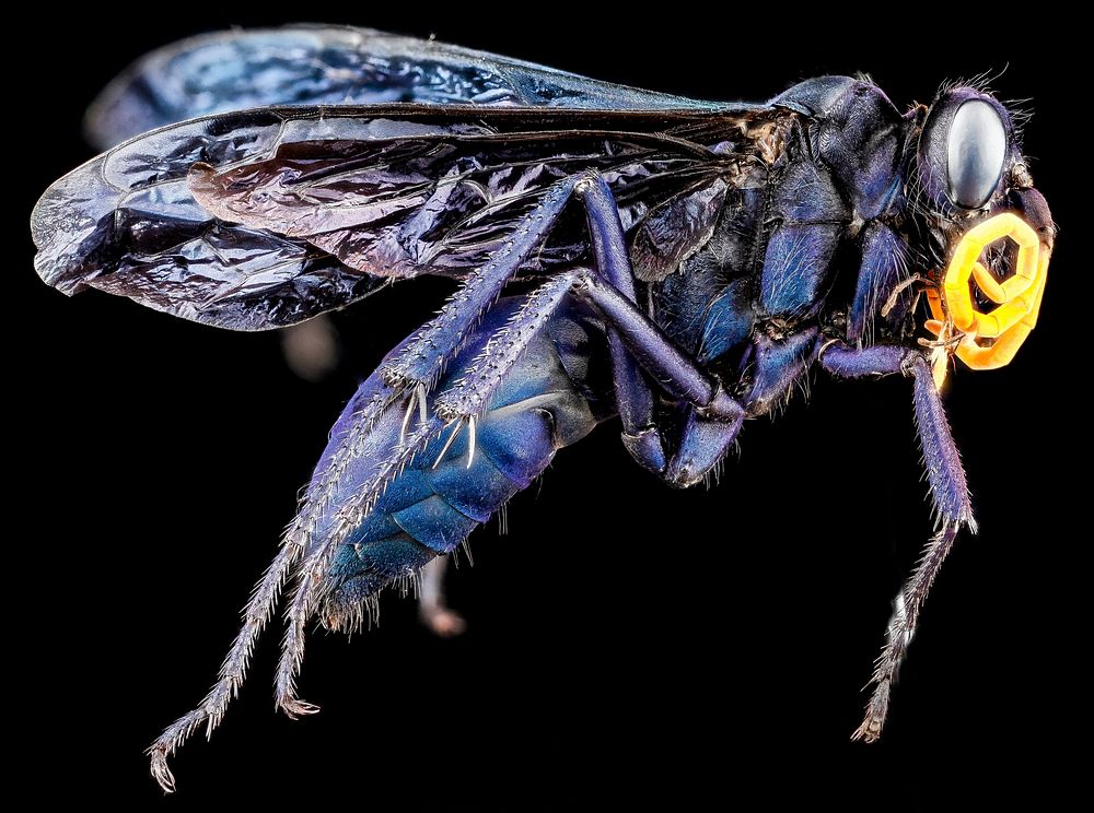 Orange-horned Tarantula Hawk, Pepsis ruficornis.