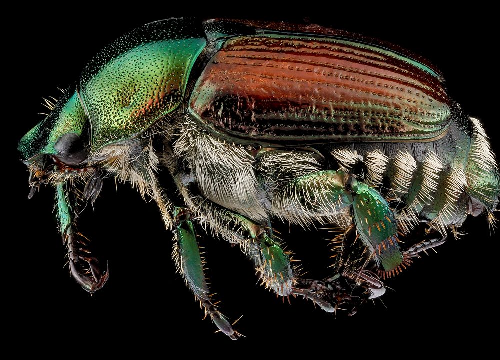 Japanese Beetle, Popillia japonica, side shot.