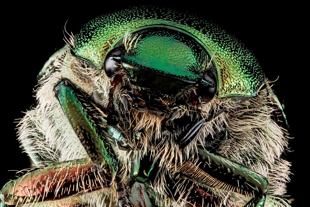 Japanese beetle, face, closeup shot.