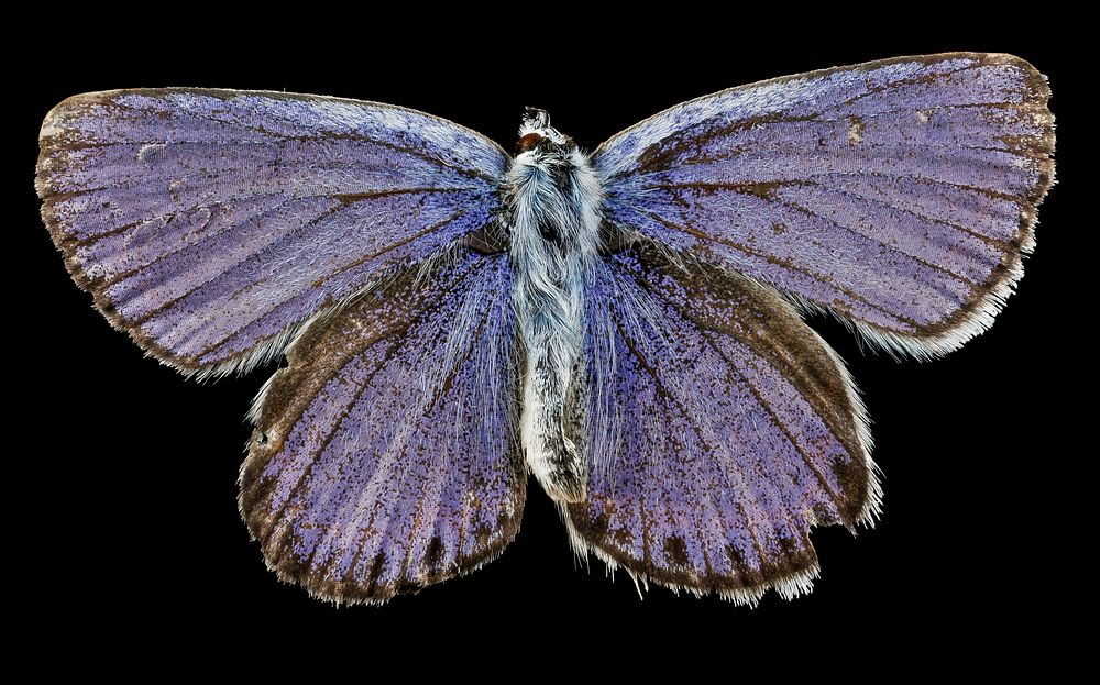 Karner blue butterfly, endangered insect.