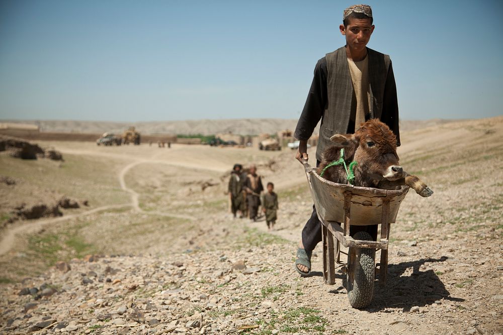 A villager walks with a sick calf near where Afghan National Army special forces soldiers are helping Afghan Local Police…