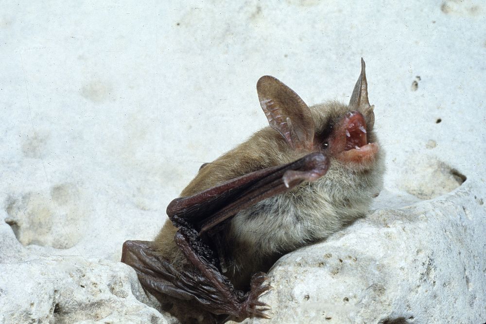 Northern bat, John MacGregor (2)Mammals near Woodlands Nature Station.