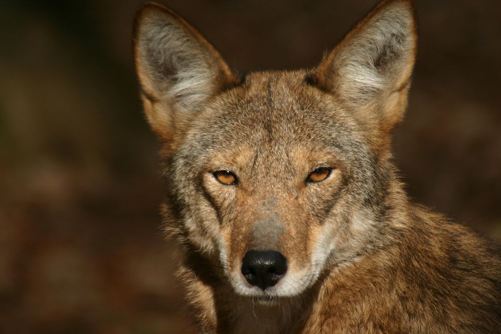 Red Wolf, animal portrait. Original public domain image from Flickr