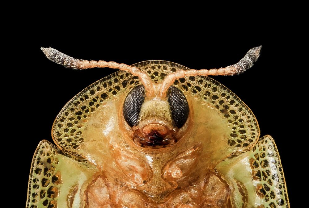 Gratiana pallidula, eggplant tortoise beetle, insect face.