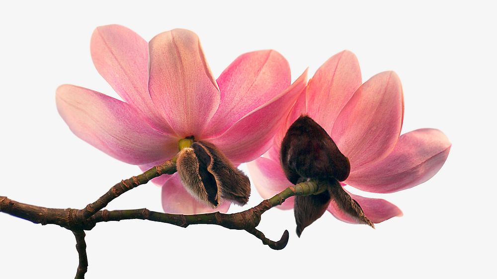 Magnolia flowers isolated image on white