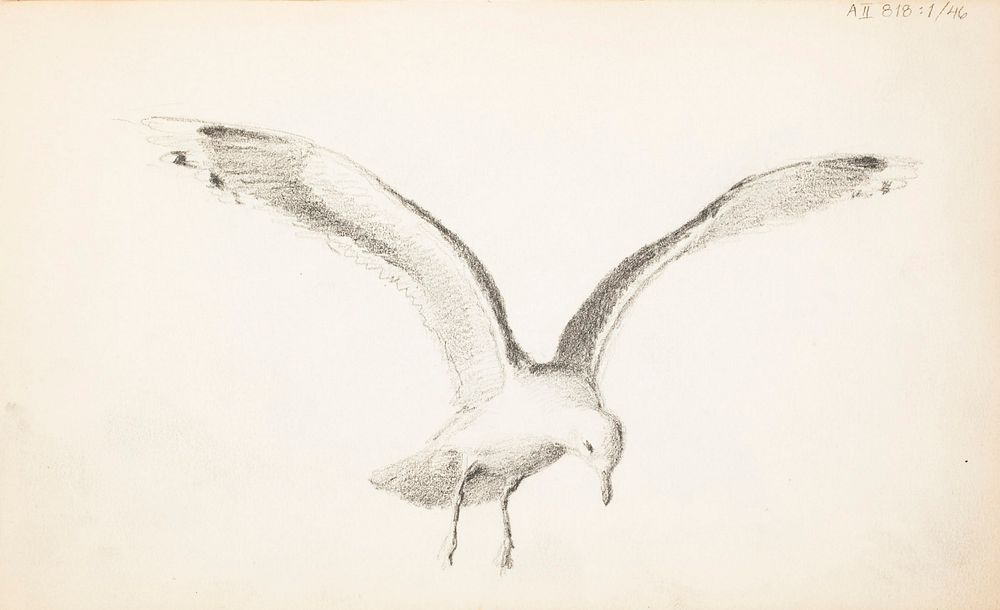 Sketch of a flying gull, 1857 - 1875part of a sketchbook, by Ferdinand von Wright