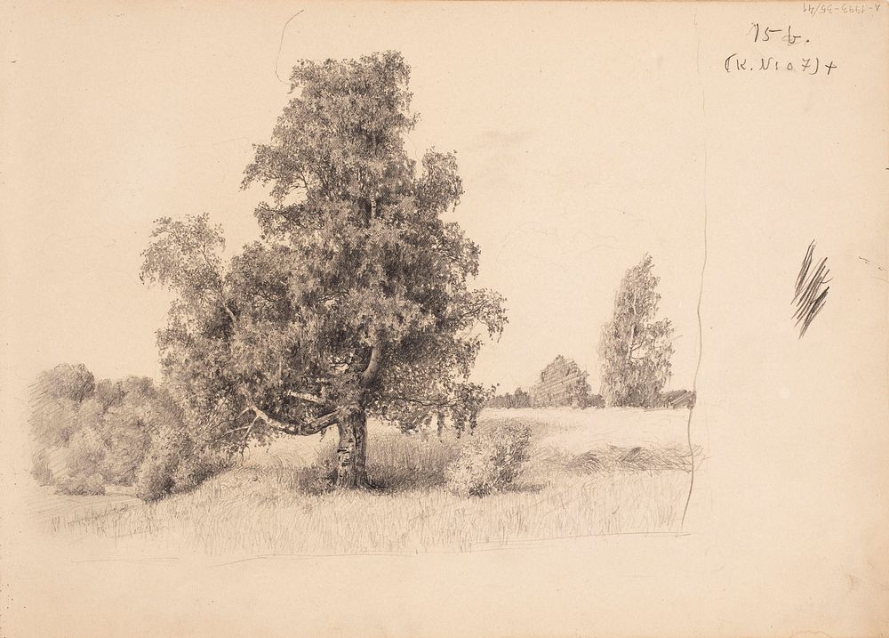 Vanha koivu niityllä. todennäk. 1880-luvun jälkipuol., 1885 - 1889part of a sketchbook, Eero Järnefelt