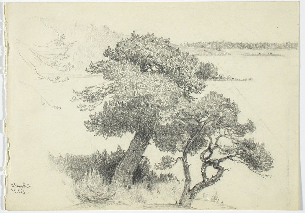 Kaksi mäntyä, benskär, 1929 - 1930, Helga Timgren