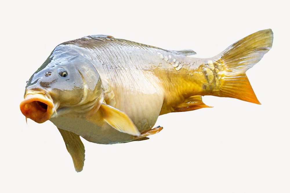Fish, animal isolated image on white