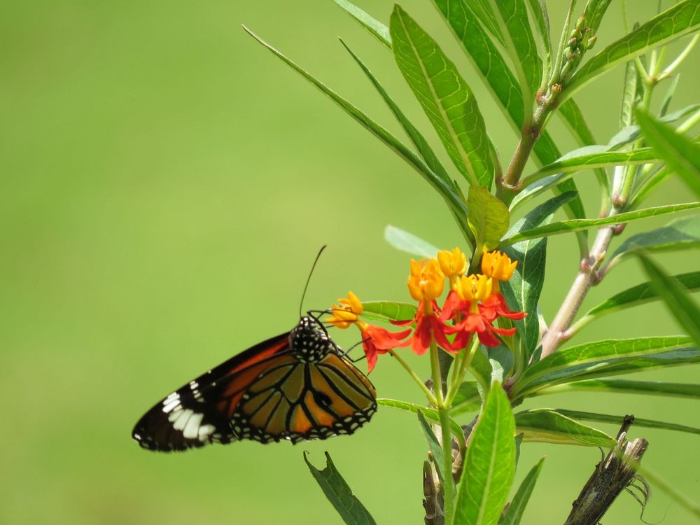 Monarch butterfly, flower pollination. View public domain image source here