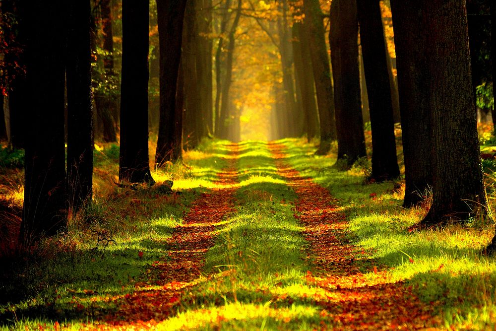 Forest path, daytime. View public domain image source here