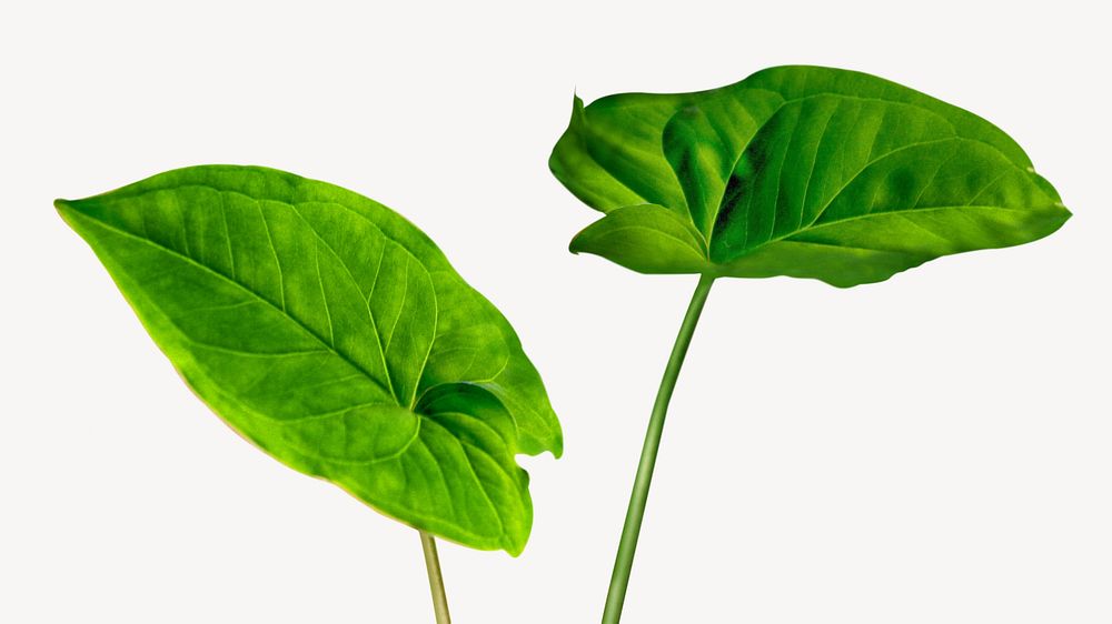 Dieffenbachia Seguine leaf isolated design