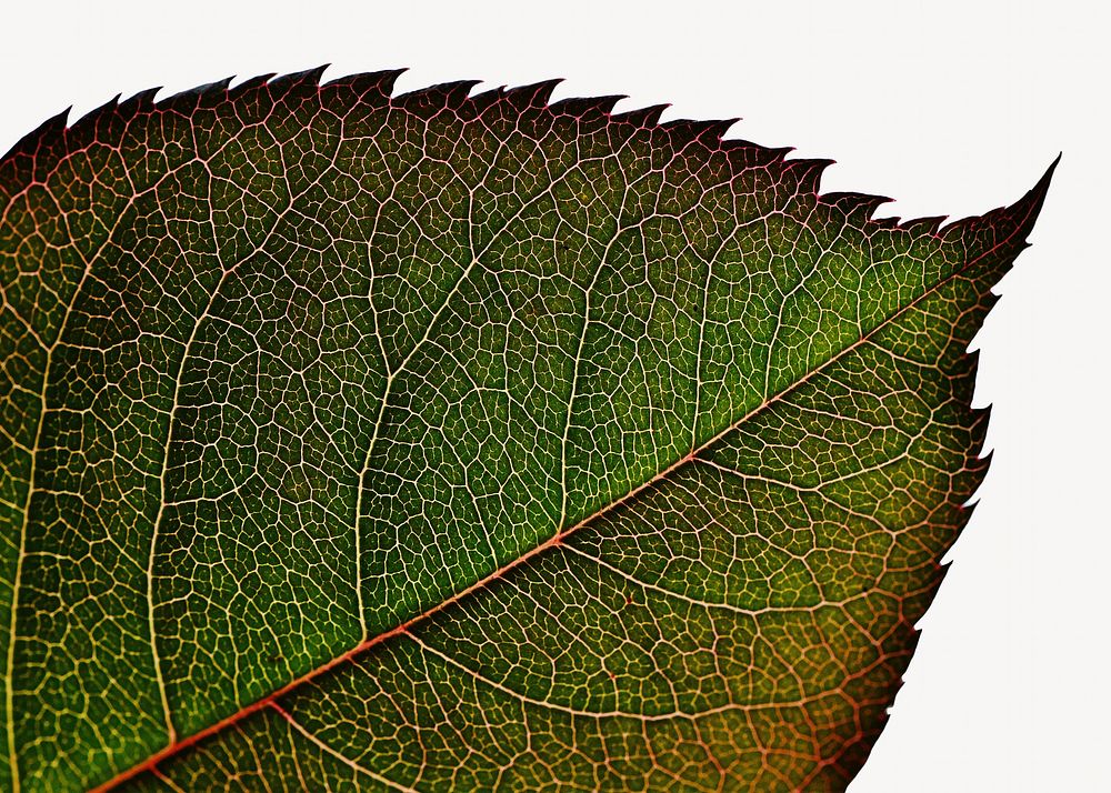 Rose leaf  isolated design