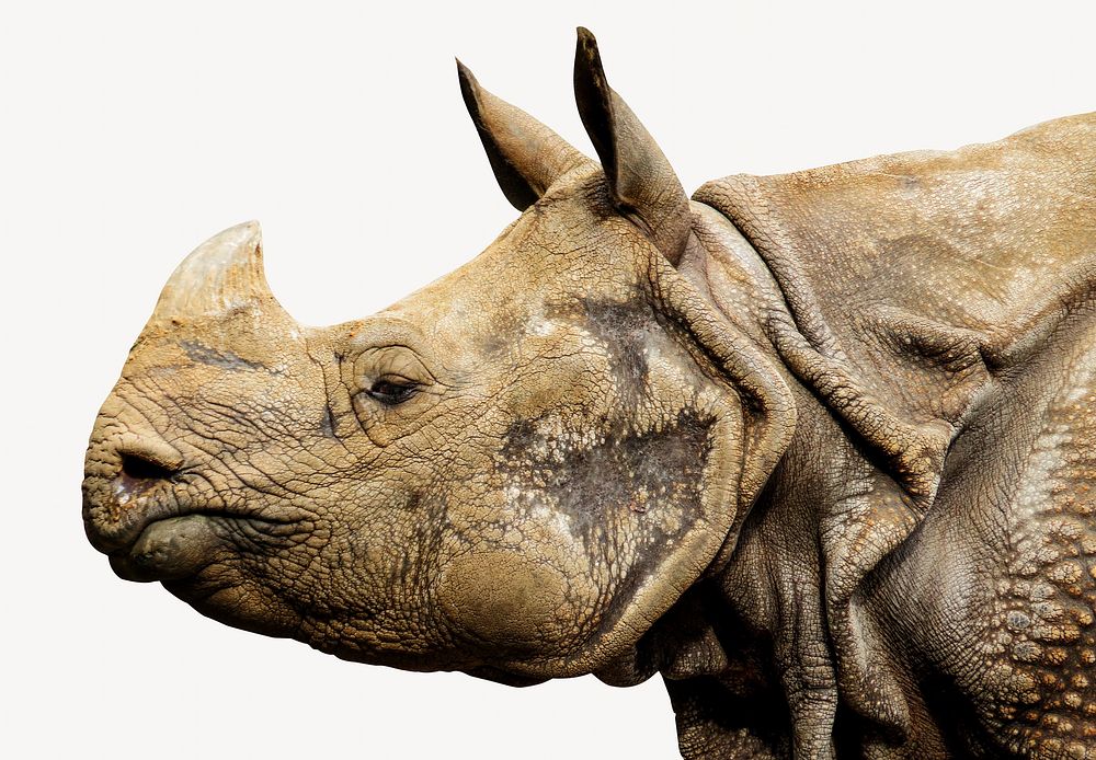 Rhino head, animal design 
