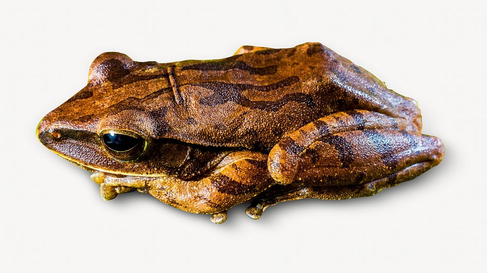 Frog  animal  isolated design
