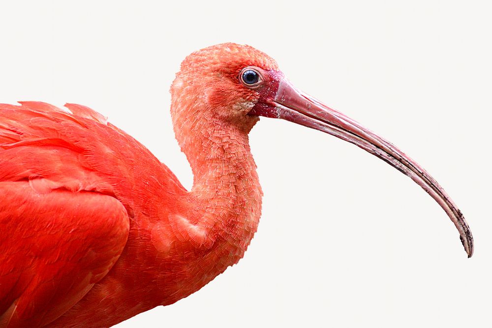 Scarlet Ibis bird isolated design
