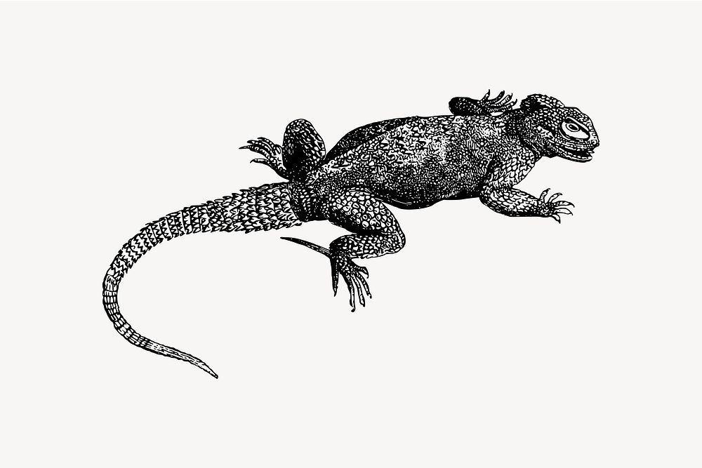 Iguana illustration. Free public domain CC0 image.