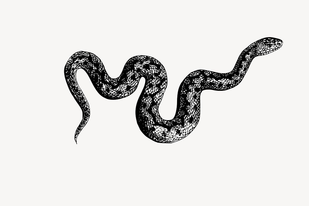 Snake illustration. Free public domain CC0 image.