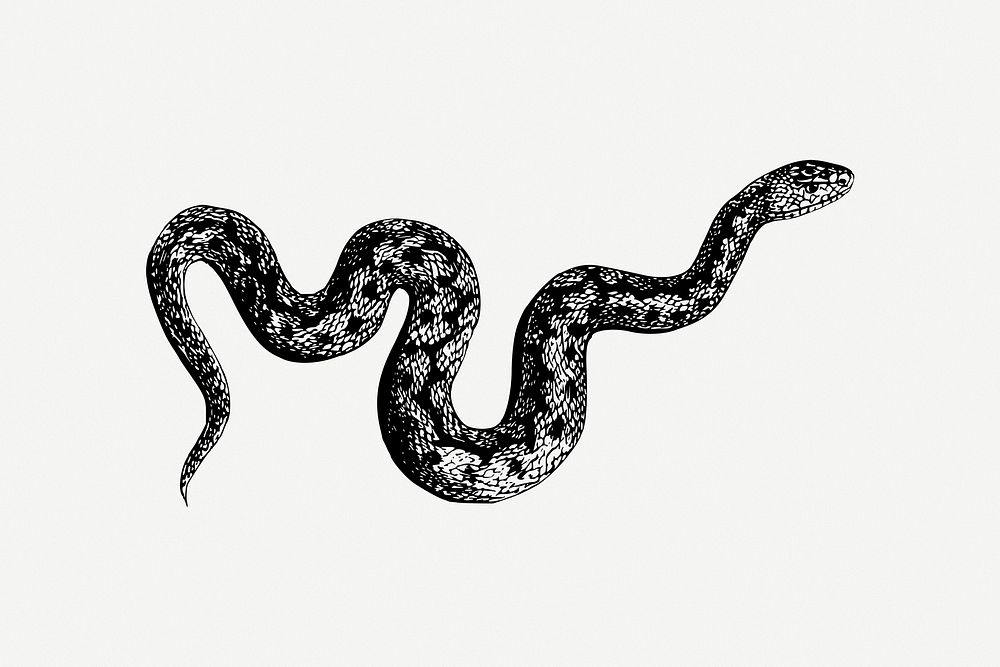 Snake clipart psd. Free public domain CC0 image.