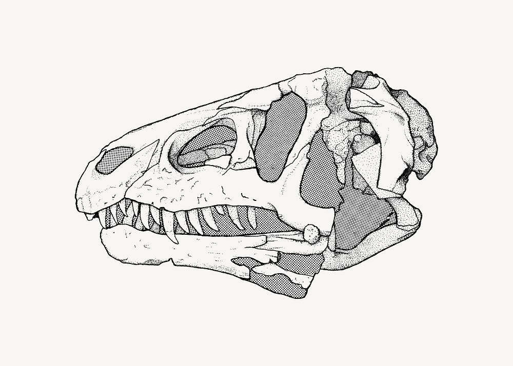 Dinosaur fossil clip art vector. Free public domain CC0 image.
