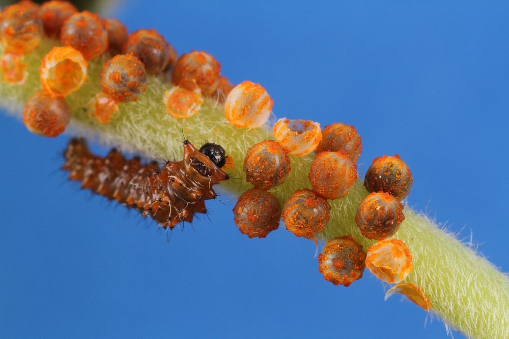 Battus philenor. Pipevine swallowtail eggs hatching. Public domain image by Julia Suits, Produced as part of the Insects…