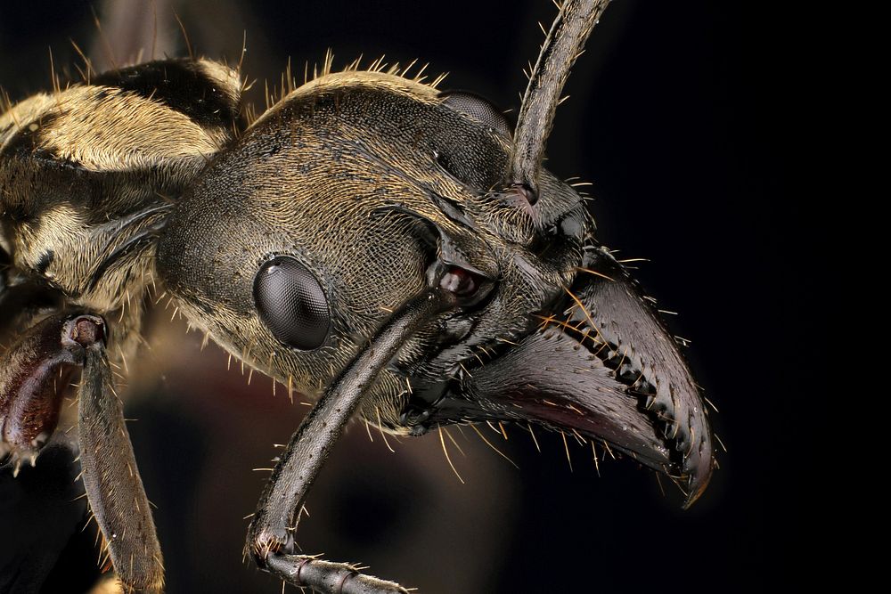 Neoponera villosa - huntress ant