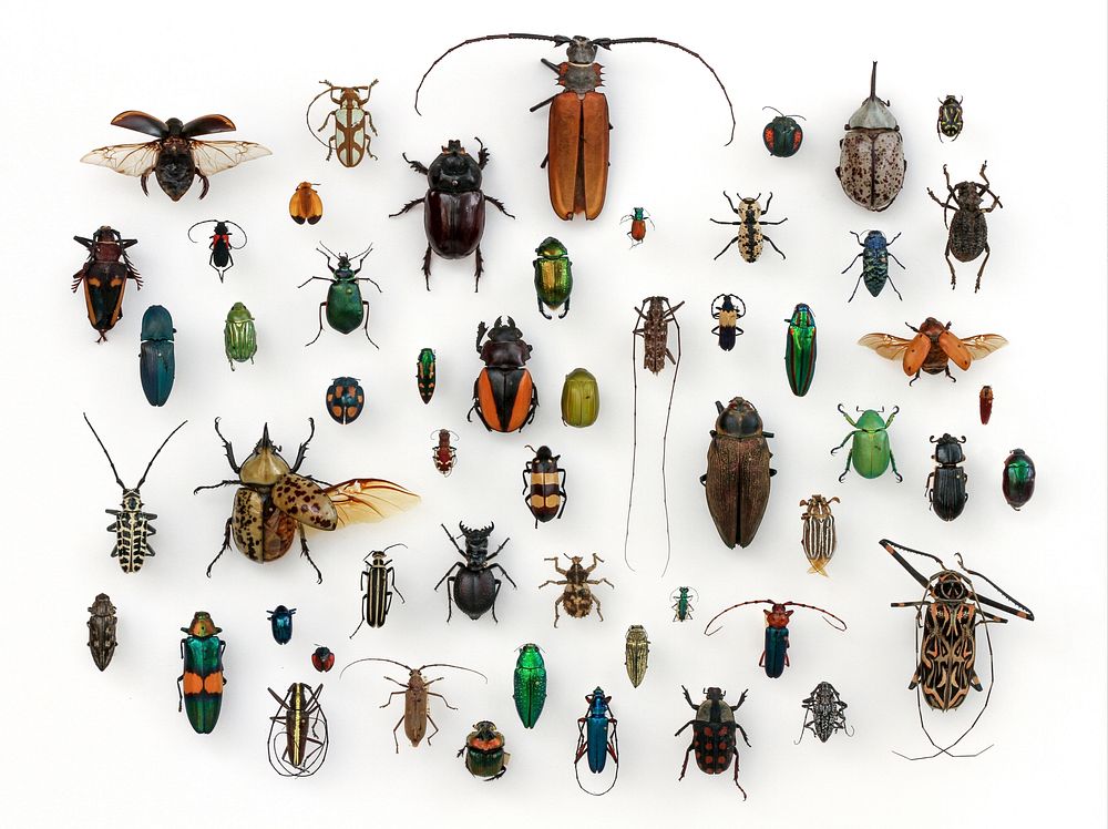 Assorted Coleoptera in the University of Texas Insect Collection
