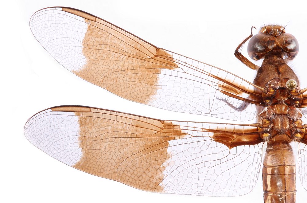 Left Wing of Plathemis lydia (Common Whitetail Dragonfly)