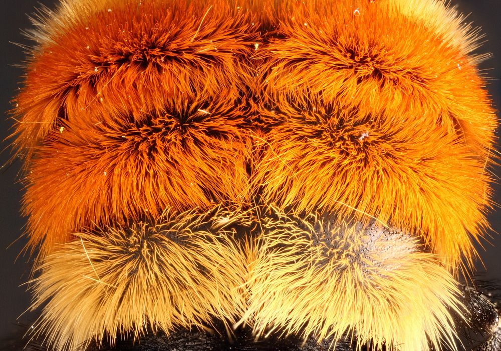 Colorful abdomen of Bombus huntii (bumblebee)Canada, Alberta Calgary, Bow RJune 21, 1989  