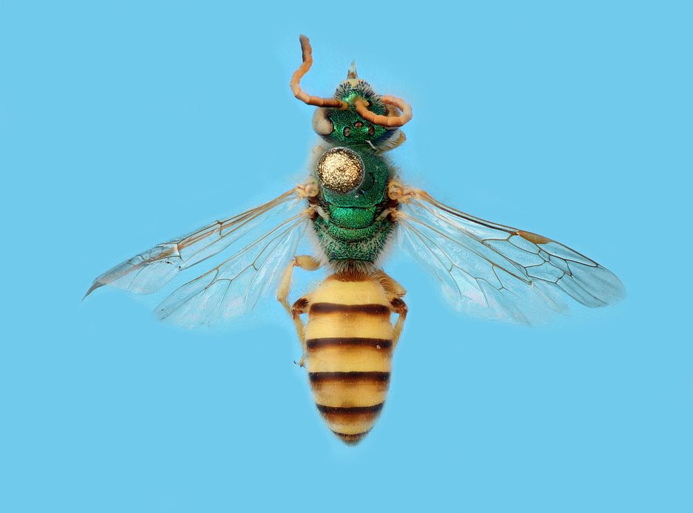 Sweat Bee (family Halictidae)Caddo Lake, Harrison Co., TexasMay 31, 2011Public Domain image by Christopher JohnsonPart of…