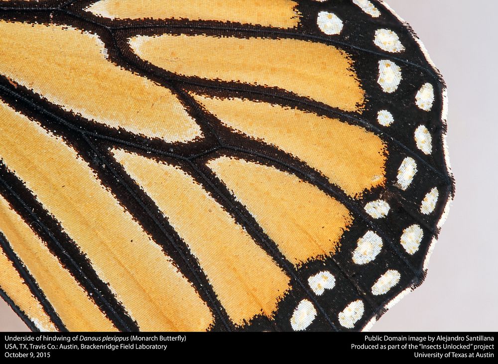 Danaus plexippusUSA, TX, Travis Co.:Austin, Brackenridge Field Laboratory9-x-2015 A. Santillana coll.det. A. Santillana23-x…