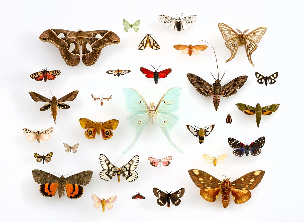 Assorted Moths (Lepidoptera) in the University of Texas Insect Collection. Public domain image; arrangement by Julia Suits;…